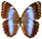 Morpho helenor 