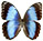 Morpho helenor 