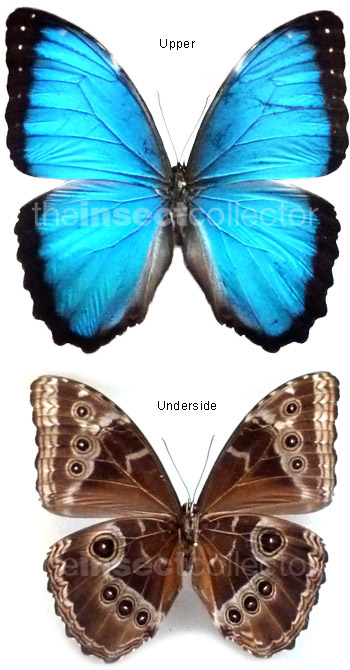 Morpho helenor 