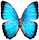 Morpho helenor 