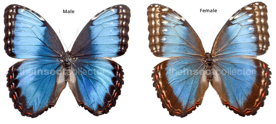 Morpho helenor 