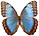 Morpho helenor 