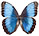 Morpho helenor 