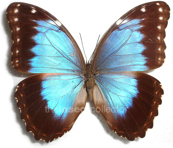 Morpho helenor 