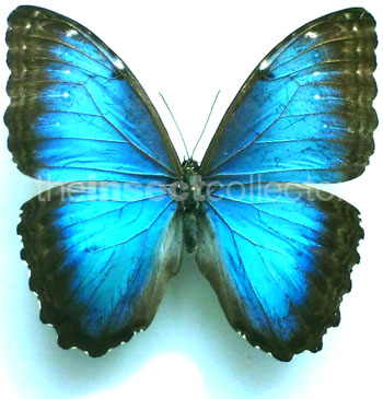 Morpho helenor 