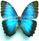 Morpho helenor 