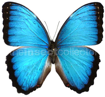 Morpho helenor 