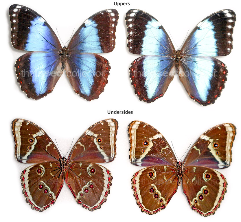 Morpho helenor 