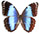 Morpho helenor 