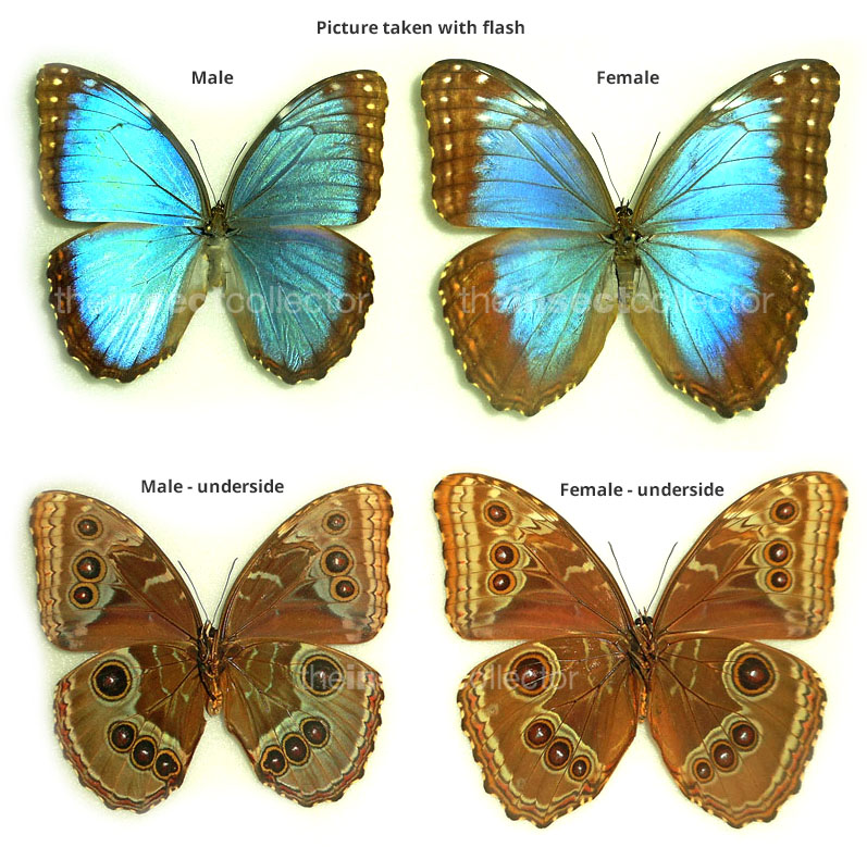 Morpho helenor 