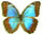 Morpho helenor 