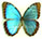 Morpho helenor 