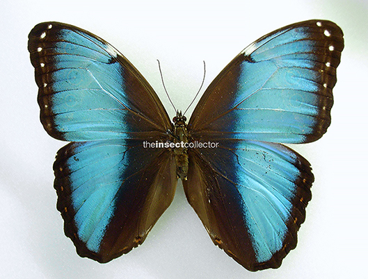 Morpho helenor 