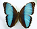 Morpho helenor 