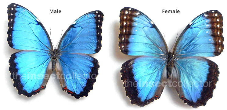 Morpho helenor 