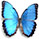 Morpho helenor 