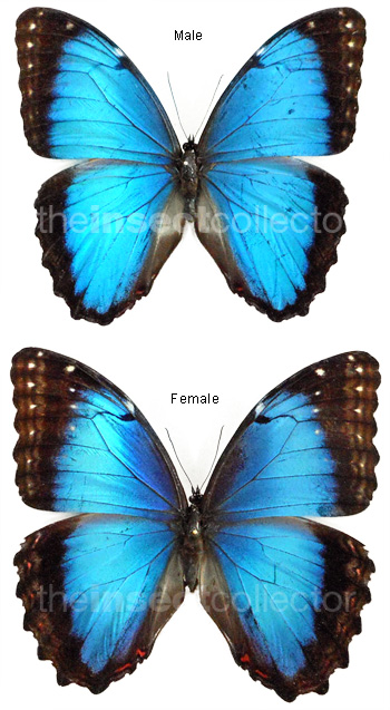 Morpho helenor 