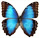 Morpho helenor 