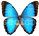 Morpho helenor 