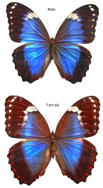 Morpho helenor 