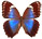 Morpho helenor 