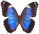 Morpho helenor 