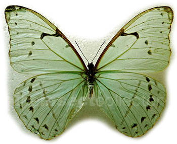 Morpho iphitus 