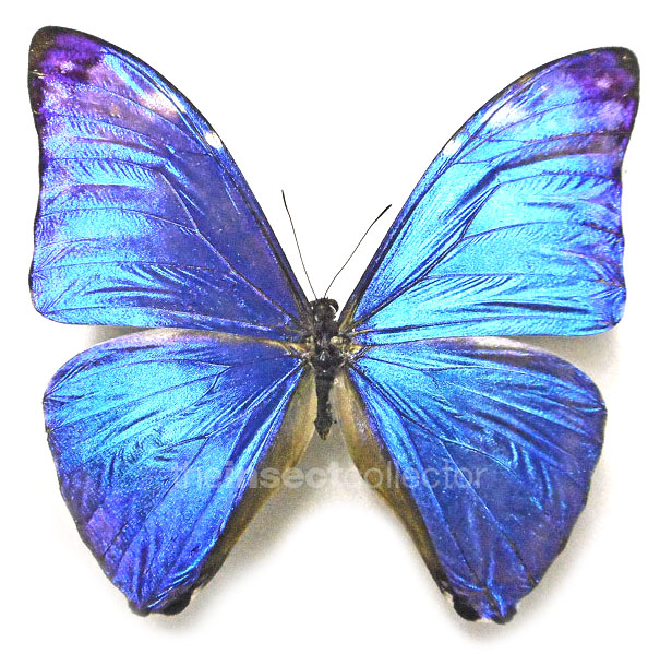 Morpho marcus (=adonis)