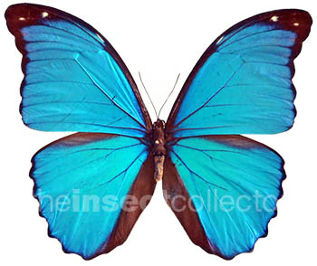 Morpho menelaus 