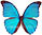 Morpho menelaus 