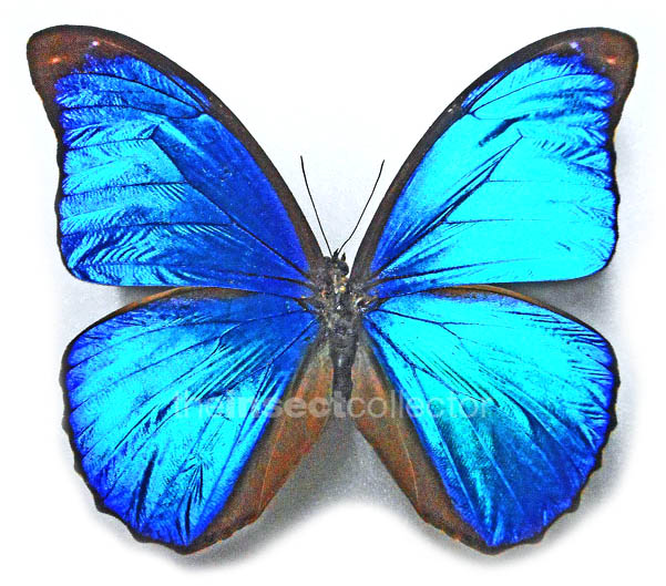 Morpho menelaus 