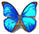 Morpho menelaus 