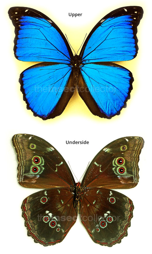 Morpho menelaus 