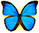 Morpho menelaus 