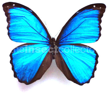 Morpho menelaus 