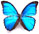 Morpho menelaus 