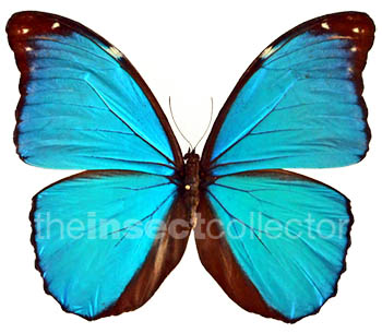 Morpho menelaus 