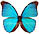 Morpho menelaus 