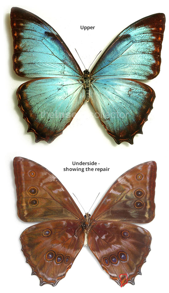 Morpho niepelti 