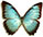 Morpho niepelti 