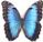 Morpho helenor 