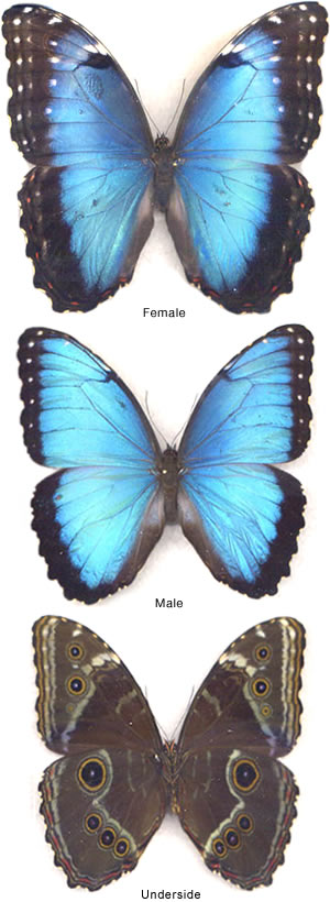 Morpho helenor 