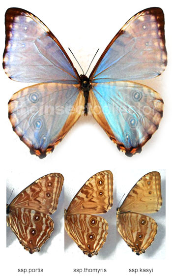 Morpho portis