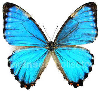 Morpho portis