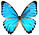 Morpho portis