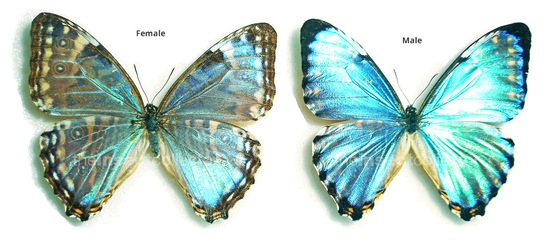 Morpho portis