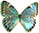 Morpho portis