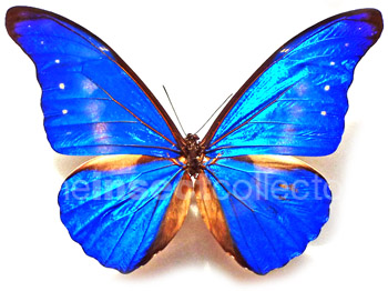 Morpho rhetenor