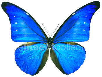 Morpho rhetenor