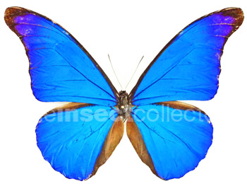 Morpho rhetenor